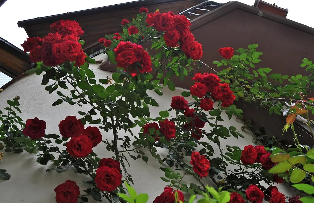 Hosteria Catalana-1