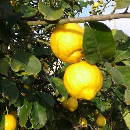 Lumie Di Sicilia-2