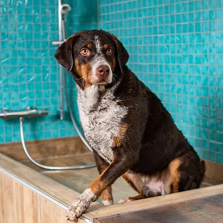 Hotel Magdalena im Zillertal - Urlaub mit Hund-3