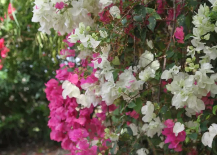 Sweetsop Jamaica Villa And Tours
